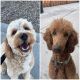Goldendoodle Puppies for sale in Sandy, UT, USA. price: $1,500