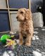 Goldendoodle Puppies for sale in Houston, TX, USA. price: $875