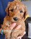 Goldendoodle Puppies for sale in Houston, TX, USA. price: $875