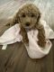 Goldendoodle Puppies for sale in Conway, AR, USA. price: $1,300