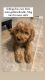 Goldendoodle Puppies for sale in Springville, UT, USA. price: $500