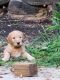 Goldendoodle Puppies for sale in Warsaw, IN, USA. price: $750