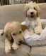 Goldendoodle Puppies for sale in Cypress, TX 77429, USA. price: $600