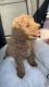 Goldendoodle Puppies for sale in Gainesville, FL, USA. price: $1,000