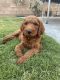 Goldendoodle Puppies for sale in Bakersfield, CA, USA. price: $800