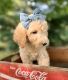 Goldendoodle Puppies for sale in Cincinnati, OH, USA. price: $425