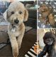 Goldendoodle Puppies for sale in Pueblo, CO, USA. price: $1,500