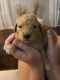 Goldendoodle Puppies for sale in Harrisburg, IL 62946, USA. price: $900