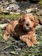Goldendoodle Puppies for sale in East Canton, OH 44730, USA. price: $1,495