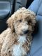 Goldendoodle Puppies for sale in New Franklin, OH, USA. price: $100