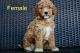 Goldendoodle Puppies for sale in Lancaster, SC 29720, USA. price: $800