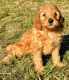 Goldendoodle Puppies for sale in East Canton, OH 44730, USA. price: $895
