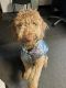 Goldendoodle Puppies for sale in Cleveland Heights, OH, USA. price: $175