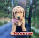 Goldendoodle Puppies for sale in St. George, UT, USA. price: $1,400