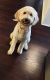 Goldendoodle Puppies for sale in Macomb, MI 48042, USA. price: $600