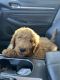 Goldendoodle Puppies for sale in Katy, TX, USA. price: $1,500