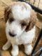 Goldendoodle Puppies for sale in Campbell, TX 75422, USA. price: $2,500