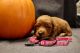 Goldendoodle Puppies for sale in Wayne County, MI, USA. price: $1,000