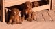 Goldendoodle Puppies for sale in Cedar City, UT, USA. price: $1,000