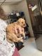 Goldendoodle Puppies for sale in St Matthews, SC 29135, USA. price: $2,500