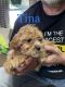 Goldendoodle Puppies for sale in Danville, OH 43014, USA. price: $400