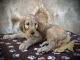 Goldendoodle Puppies for sale in Newark, OH, USA. price: $600