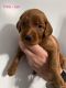 Goldendoodle Puppies for sale in Wayne County, MI, USA. price: $1,200