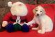Goldendoodle Puppies for sale in Spring, TX 77373, USA. price: $2,500