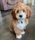 Goldendoodle Puppies for sale in Cleveland, Ohio. price: $500