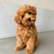 Goldendoodle Puppies for sale in Detroit, Michigan. price: $500