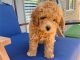 Goldendoodle Puppies for sale in Central, South Carolina. price: $500