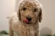 Goldendoodle Puppies for sale in Austin, Texas. price: $1,600