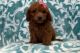 Goldendoodle Puppies for sale in Garfield, Arkansas. price: NA