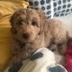 Goldendoodle Puppies for sale in Kings Beach, California. price: $500