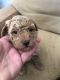 Goldendoodle Puppies for sale in York, PA, USA. price: $900