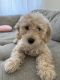Goldendoodle Puppies for sale in Thornton, Colorado. price: $2,000