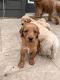 Goldendoodle Puppies for sale in Pflugerville, Texas. price: $2,000