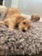Goldendoodle Puppies for sale in Fullerton, California. price: $2,000