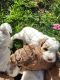 Goldendoodle Puppies for sale in Loma Rica, California. price: $2,400