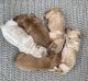 Goldendoodle Puppies for sale in Lake City, Florida. price: $2,500