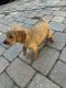 Goldendoodle Puppies for sale in St. Petersburg Beach, Florida. price: NA