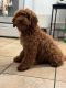 Goldendoodle Puppies for sale in East Los Angeles, California. price: $1,200