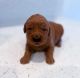 Goldendoodle Puppies for sale in Miami Shores, Florida. price: $1,500
