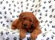 Goldendoodle Puppies for sale in Columbus, OH, USA. price: NA