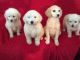 Goldendoodle Puppies for sale in Reynoldsville, PA 15851, USA. price: NA