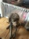 Goldendoodle Puppies for sale in Sparta, MI 49345, USA. price: NA