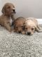 Goldendoodle Puppies for sale in Fort Wayne, IN, USA. price: $1,300