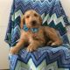 Goldendoodle Puppies for sale in Columbia St, Vancouver, BC, Canada. price: NA