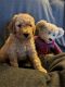Goldendoodle Puppies for sale in Midland, MI, USA. price: NA
