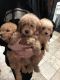 Goldendoodle Puppies for sale in Livonia, MI 48154, USA. price: $600